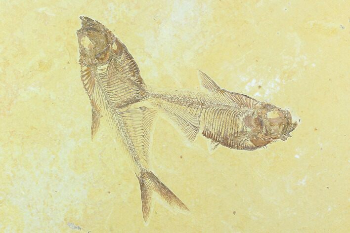 Two Fossil Fish (Diplomystus) - Green River Formation #122670